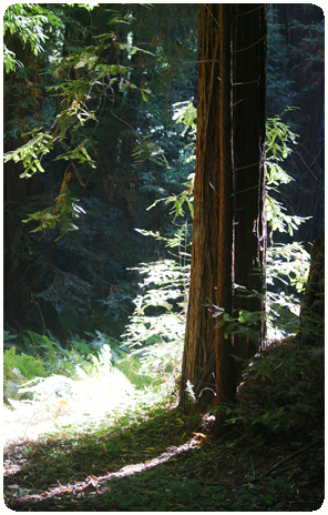 Backlit tree in a forest