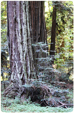 Mossy tree in forest