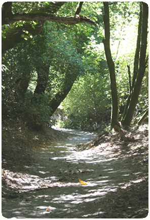 Path through trees in a forest